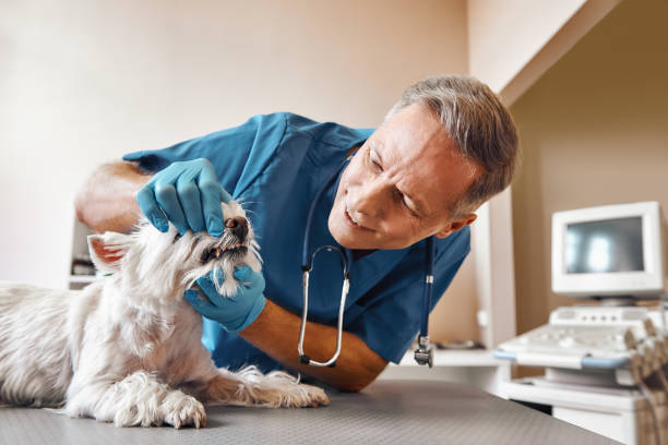 Best Emergency Root Canal Therapy in Purvis, MS